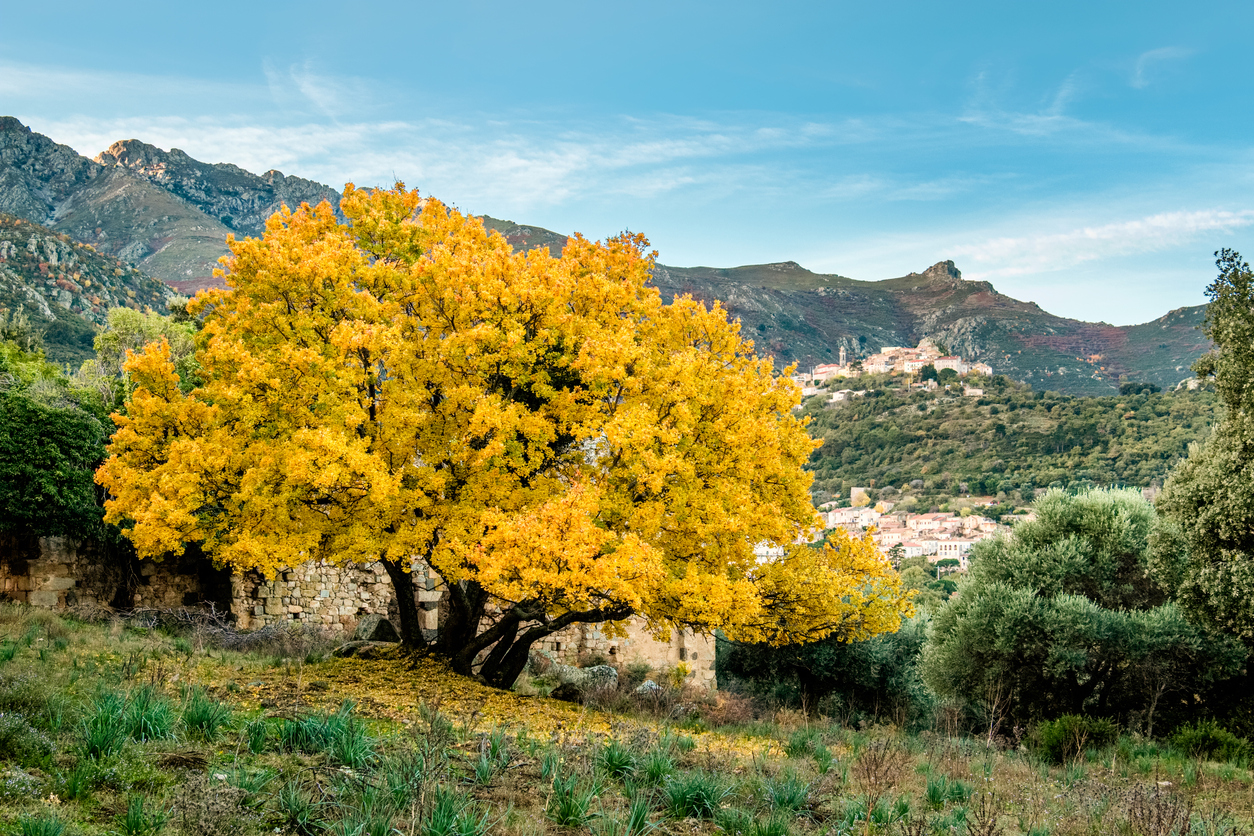 Acheter des arbres Feuillage jaune d'automne de l'érable de Montpellier en Corse